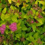 Spiraea japonica 整株植物