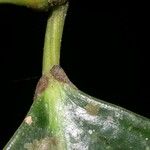 Piper urophyllum Kabuk