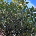 Garrya elliptica Leaf