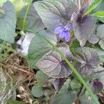 Viola labradorica Virág