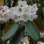 Rhododendron fulvum Flower