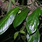 Anthurium llanense Outro