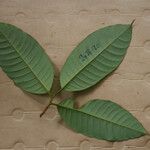 Pouteria bangii Leaf