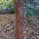 Stewartia monadelpha 树皮