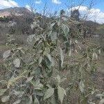 Amaranthus viridisBlad