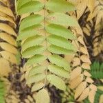 Sorbaria kirilowii برگ