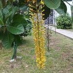 Lophanthera lactescens Flor
