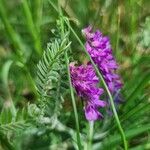 Vicia incana Blomst