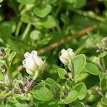 Salpichroa origanifolia Květ