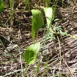 Ophioglossum vulgatum Habit