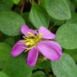 Dissotis rotundifolia Blomst