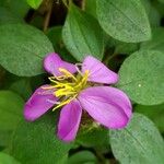 Heterotis rotundifolia Blüte