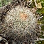 Mammillaria decipiens Foglia