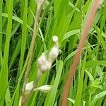 Silene apetala Mbuma