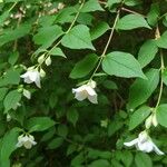 Philadelphus inodorus Blad