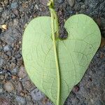 Aristolochia grandiflora Fuelha