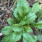 Erigeron pulchellus Leaf