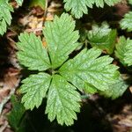 Rubus pedatus Hoja