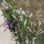 Thymus longiflorus Fula