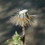 Dittrichia graveolens Fruit