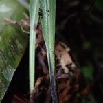 Asplenium africanum Leaf