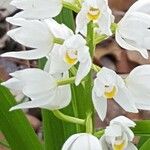 Cephalanthera longifolia Blomst