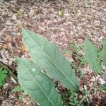 Trophis racemosa Feuille