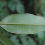 Calophyllum brasiliense 葉