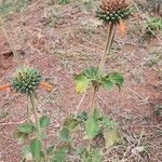 Leonotis nepetifolia Lapas