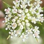 Seseli annuum Blüte