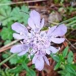 Scabiosa canescens Blüte