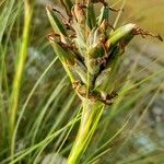 Tillandsia juncea 果實