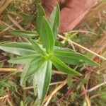 Ammannia baccifera 葉