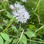 Hydrophyllum virginianum Kwiat