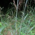 Bromus ramosus पत्ता