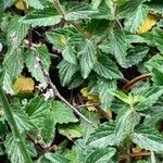 Scutellaria alpina Leaf