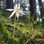 Erythronium oregonum Blüte