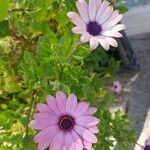 Osteospermum ecklonis花