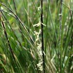 Nardus stricta Blüte