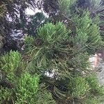 Juniperus chinensis Folla
