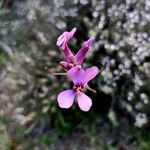 Moricandia moricandioides Flower