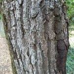 Quercus nigra Bark