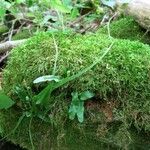 Asplenium rhizophyllum Hábitos