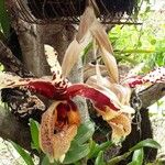 Stanhopea tigrina 花