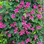 Clematis texensis Flower