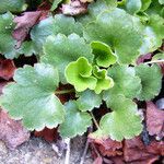 Heuchera elegans Frunză