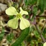 Hesperis laciniata Flower