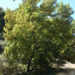 Arbutus menziesii Агульны выгляд