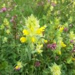 Rhinanthus major Blomma