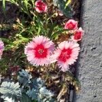 Dianthus chinensisFlor